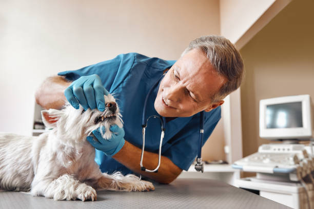 Best Emergency Dental Extractions in Runaway Bay, TX